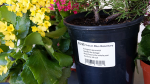 Durable, #1040DD, matte white BOPP outdoor labels ideal for printing custom nursery and horticulture labels. 